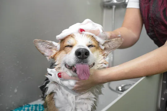 PetSmart Grooming