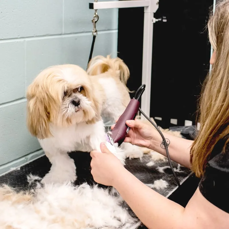 PetSmart Grooming