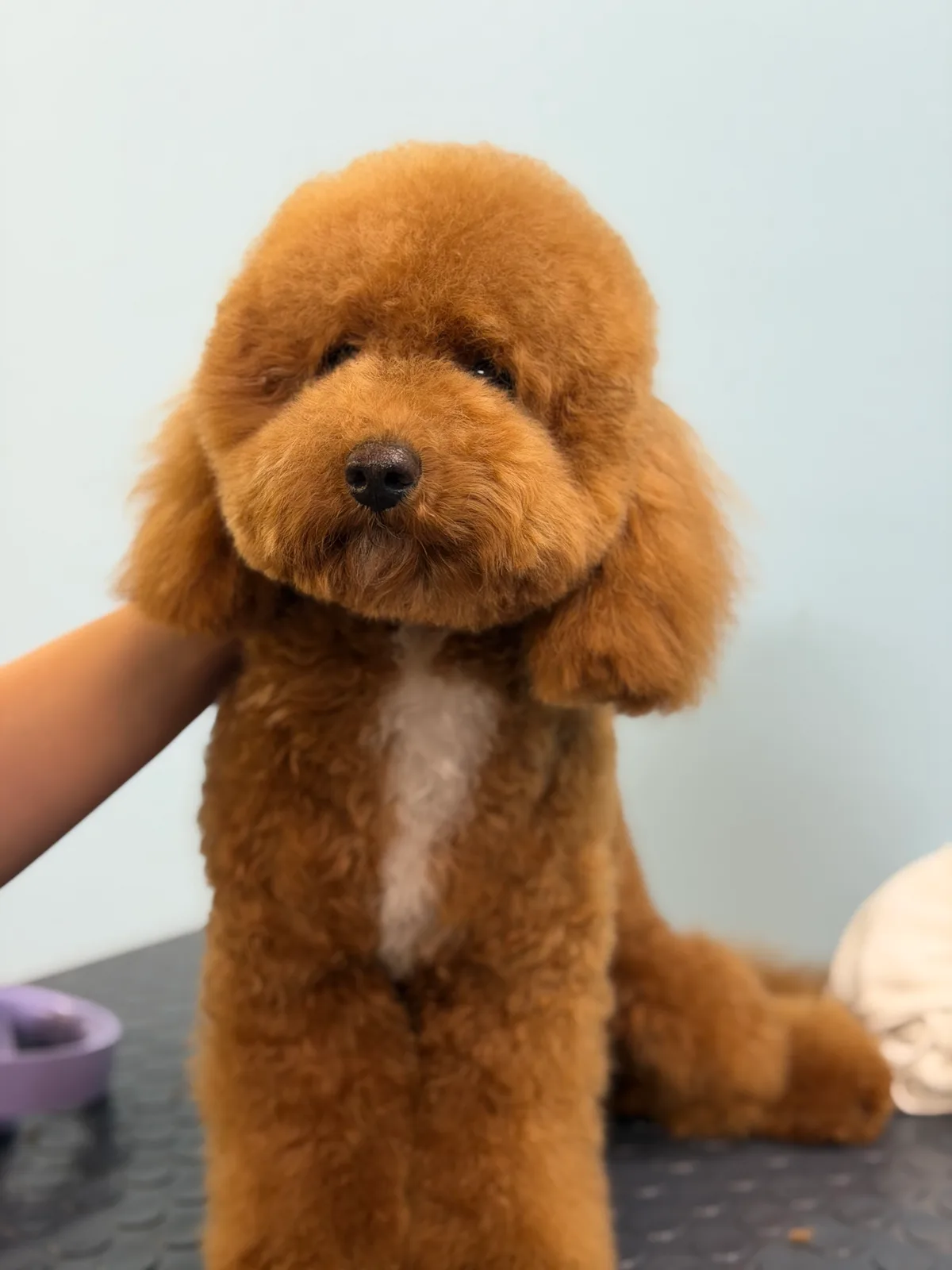 Grooming studio snow