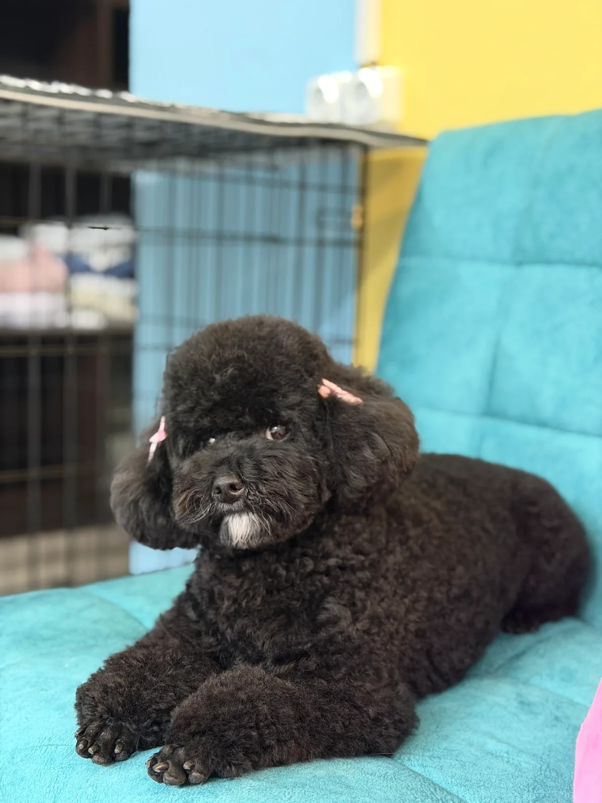 Grooming studio snow