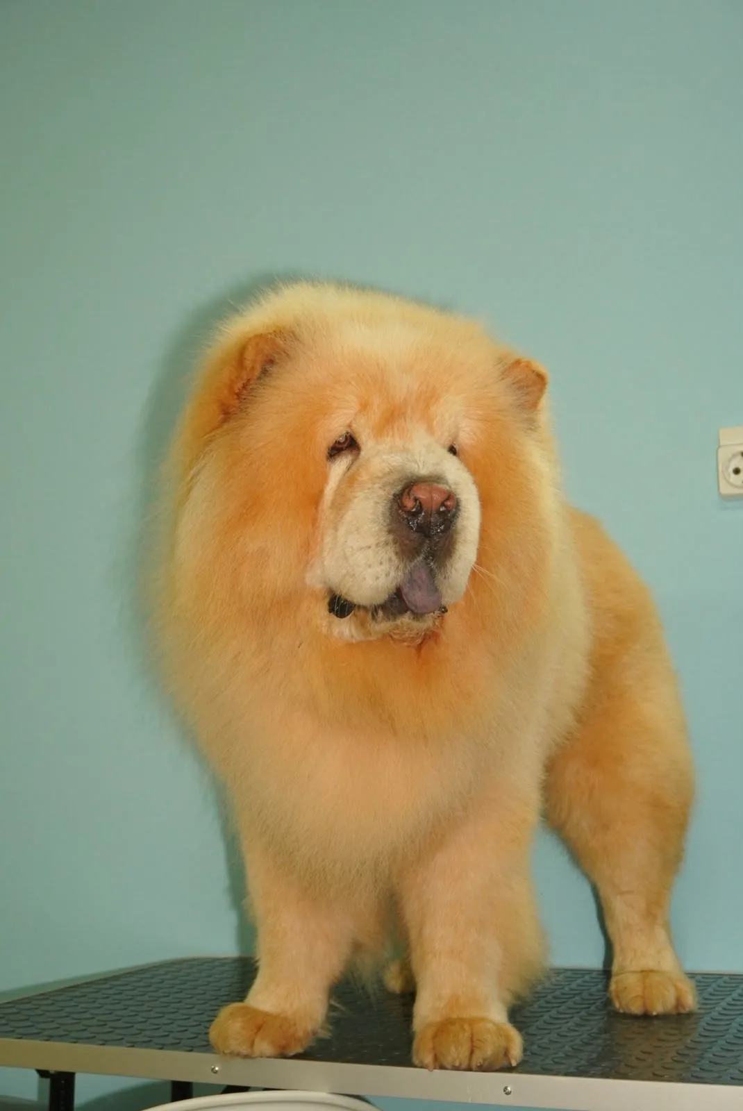 Grooming studio snow