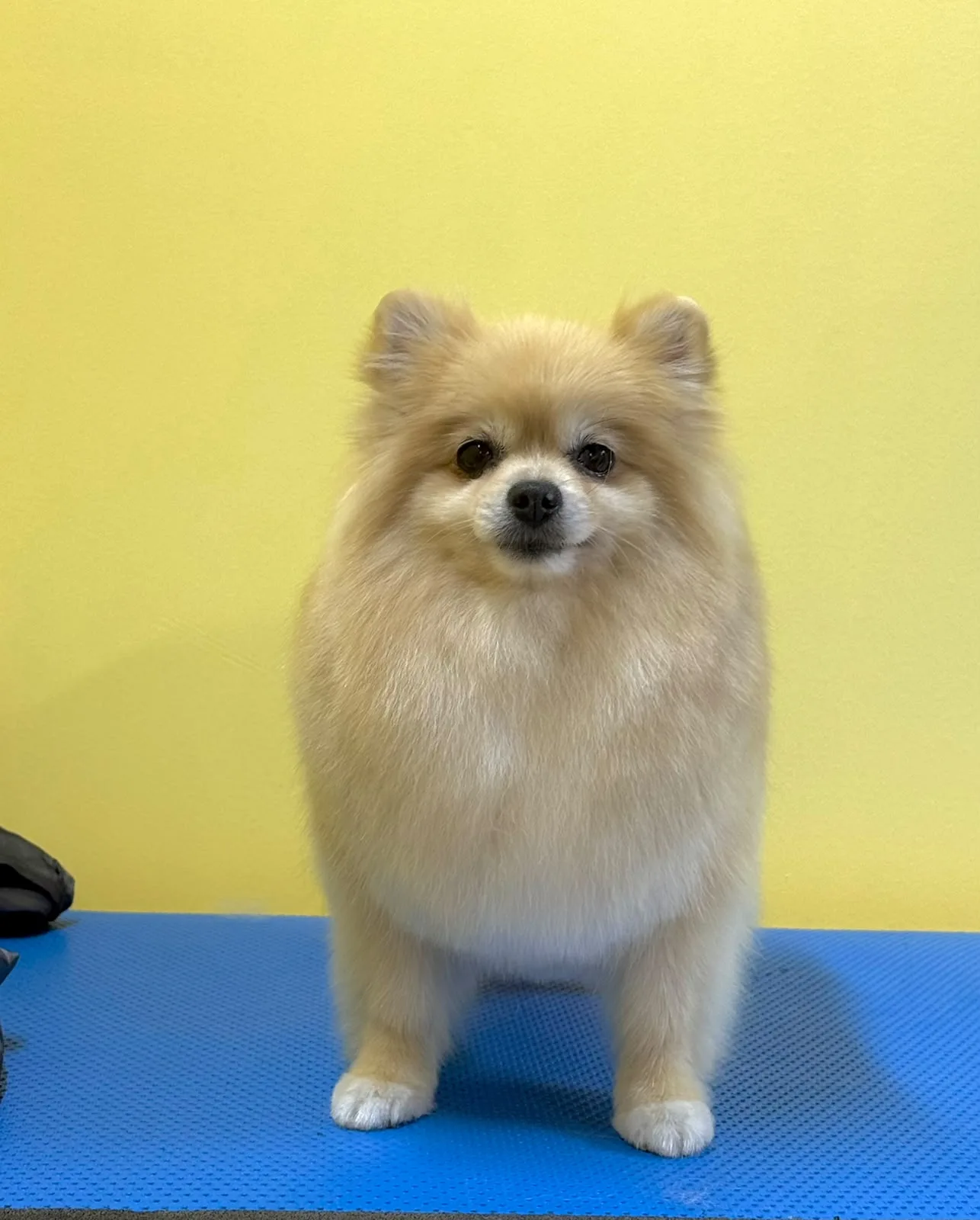 Grooming studio snow