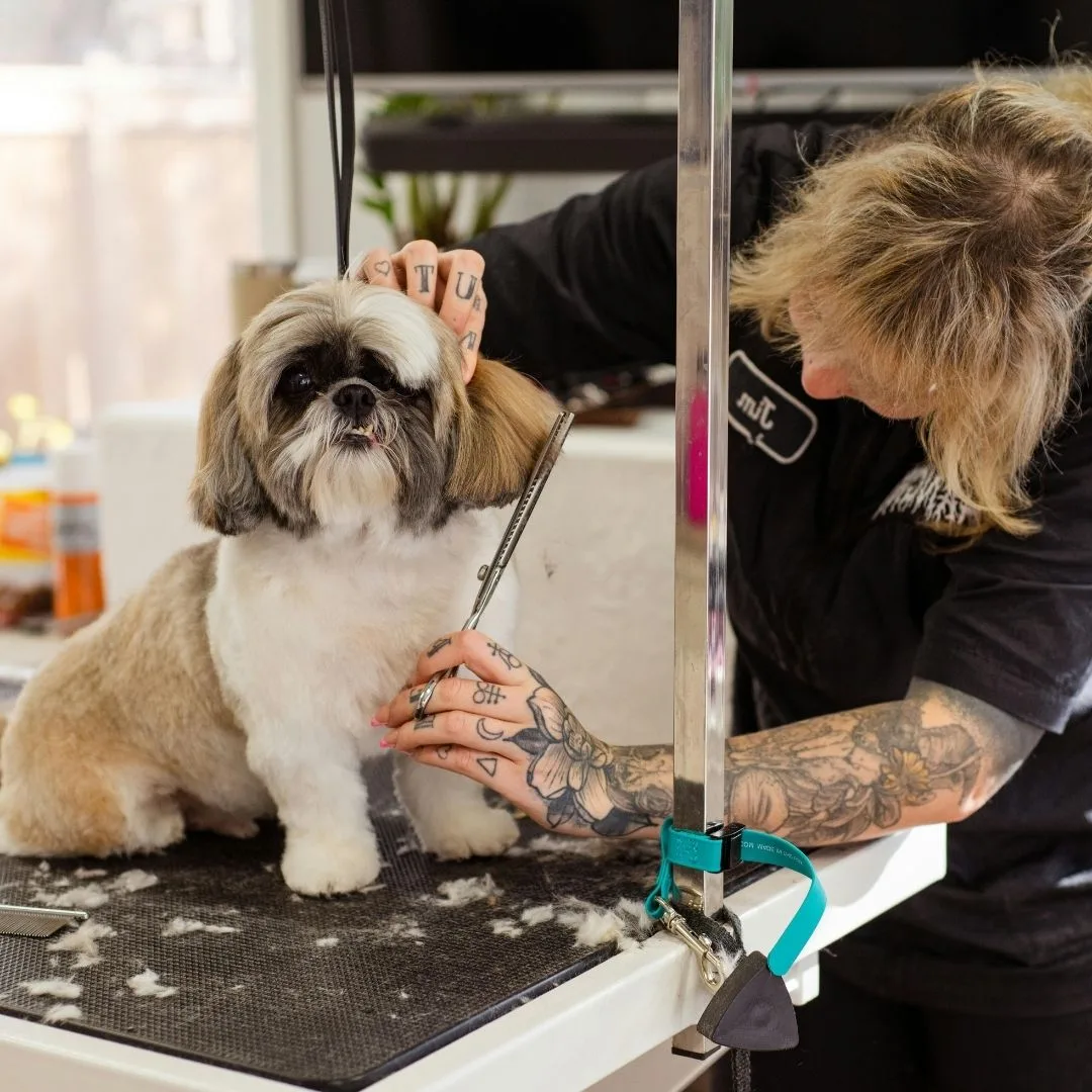 PetSmart Grooming